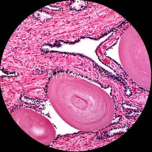 40x -1000x Magnification Compound Microscope Q3795