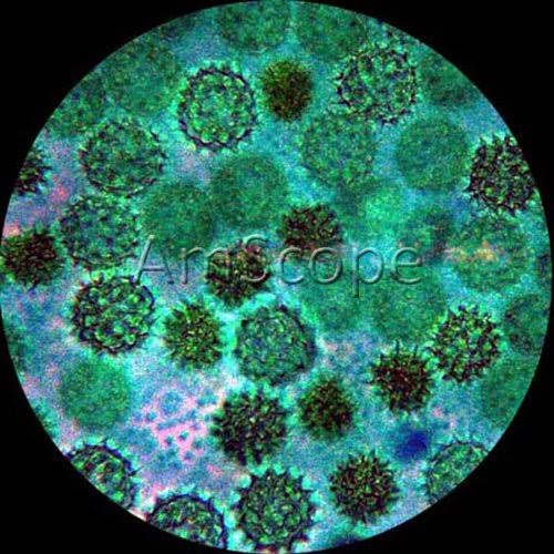 40x -1000x Magnification Compound Microscope Q3795