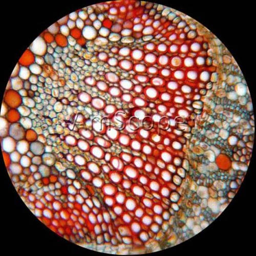 40x -1000x Magnification Compound Microscope Q3795