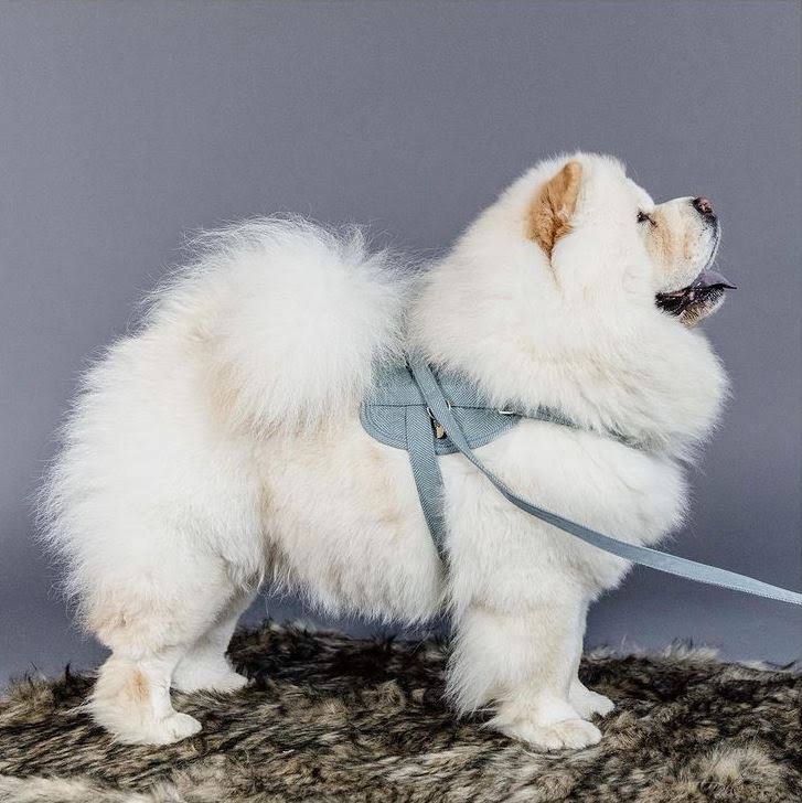 Wool Dog Harness B778