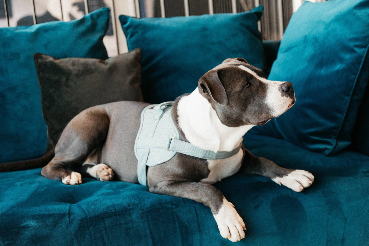 Wool Dog Harness B778