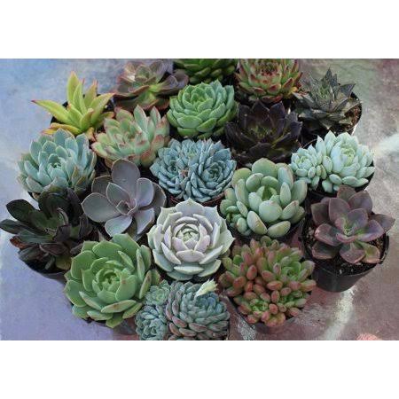 2 in. Blue Rosette Succulents Plant with Metal Pails and Tags (60-Pack) D805896