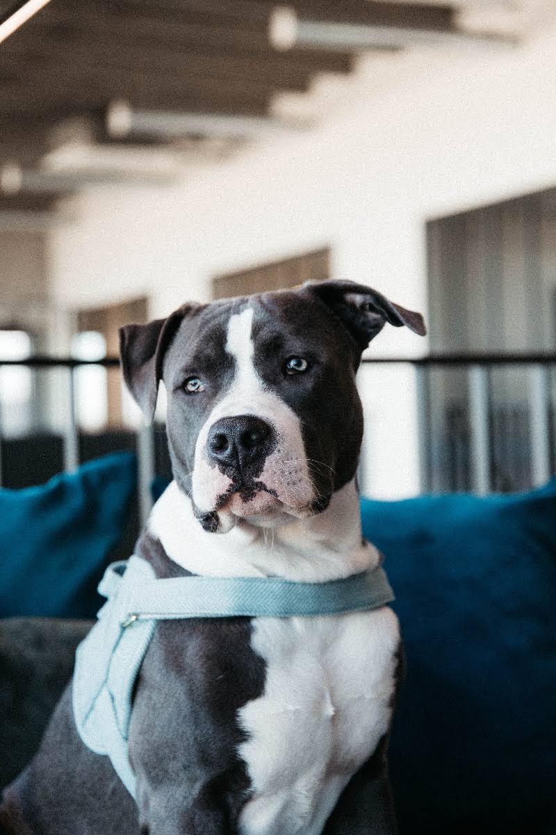 Wool Dog Harness B778