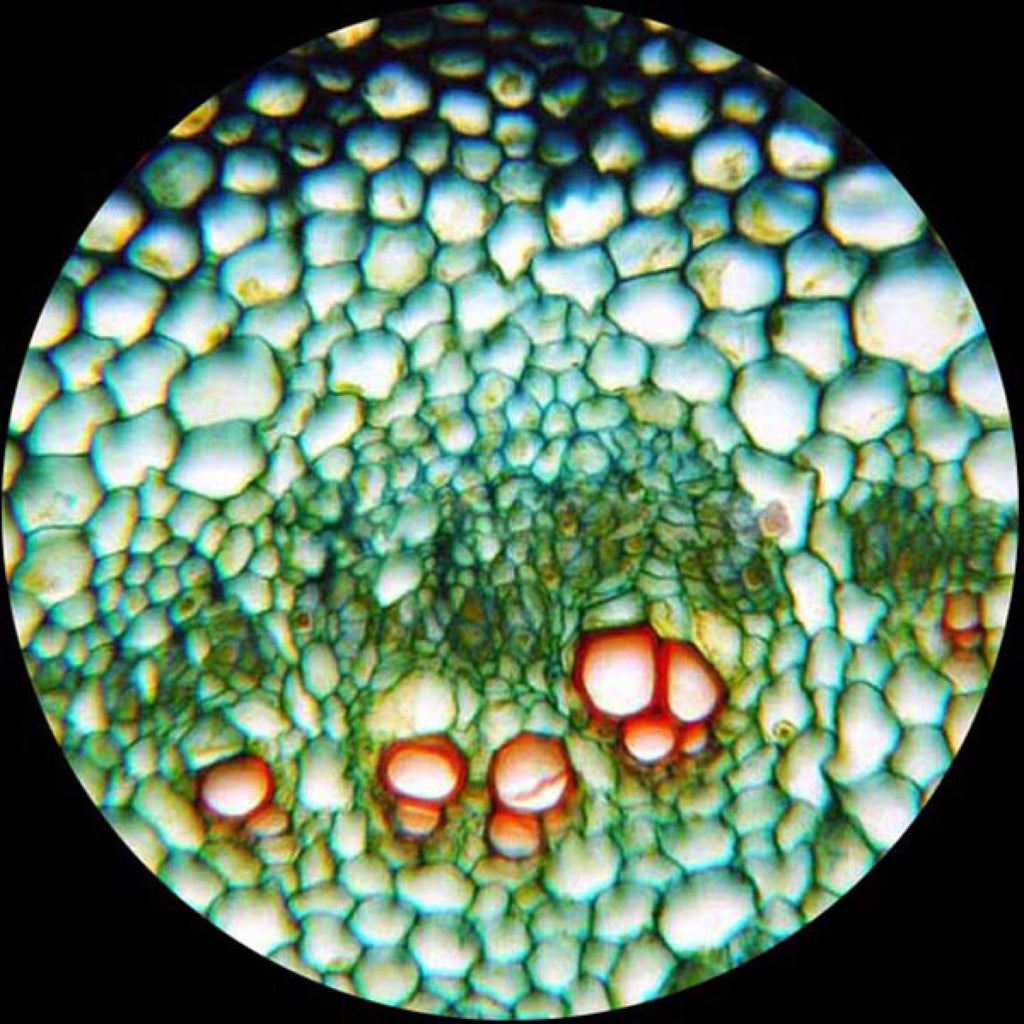 Binocular Compound Microscope, 40X-2000X Magnification, LED Illumination A1421