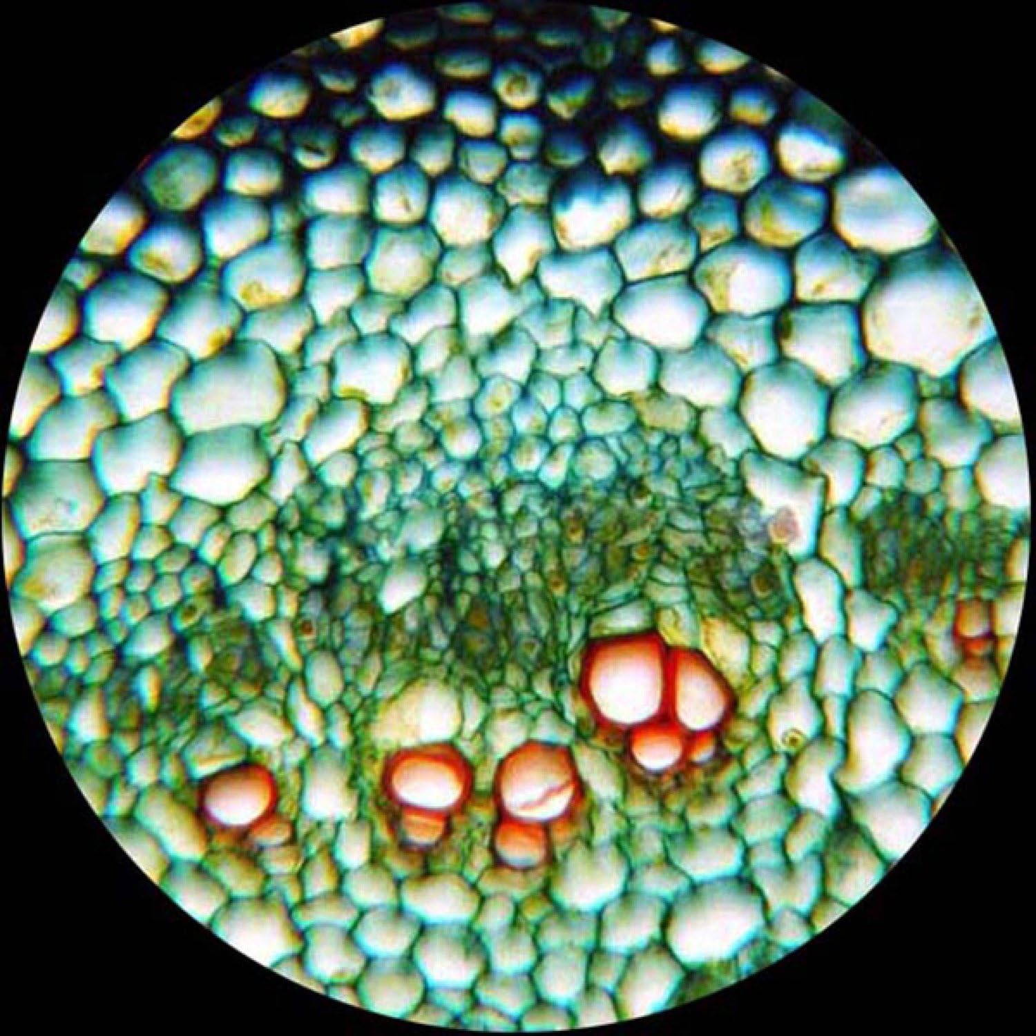 Binocular Compound Microscope, 40X-2000X Magnification, LED Illumination A1421