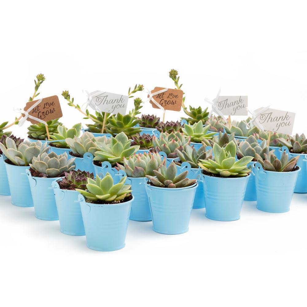 2 in. Blue Rosette Succulents Plant with Metal Pails and Tags (60-Pack) D805896